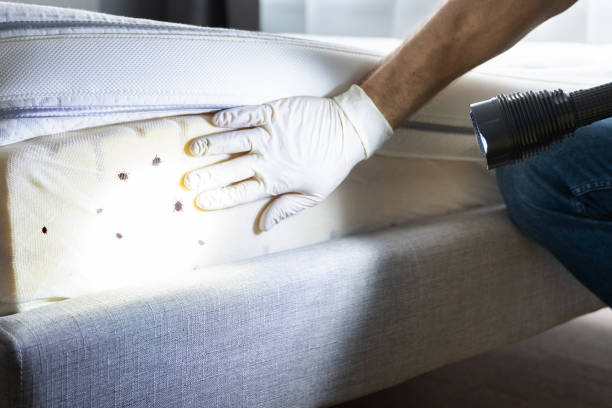 Best Local Pest Control Services  in Parkland, FL