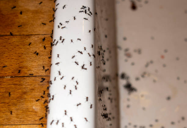Best Pest Control Near Me  in Parkland, FL