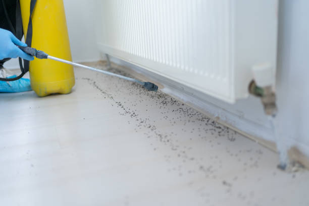 Best Wasp Removal Services  in Parkland, FL